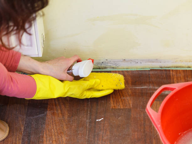 Trusted Carrollton, TX Mold Removal Experts